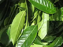 Wayusa leaves