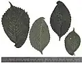 Dried short-shoot 'Horizontalis' leaves (August)[4]