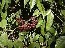 L. indica