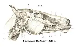 Muscles of the Head