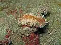 Glossodoris cincta at Lembeh Bali, 2011