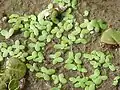 Lemna minor