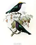 subspecies maforensis & mysorensis