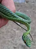 Leptophis ahaetulla nigromarginatus (black-skinned parrot snake), Amazon rainforest, near Nauta, Peru, 2011