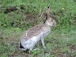 Brown and white hare with black spots
