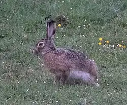 Brown hare sitting in grass