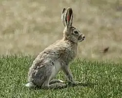 Brown hare
