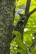 Lesser spotted woodpecker, Italy