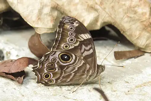 Ventral view