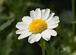 Leucanthemum paludosum May 2008