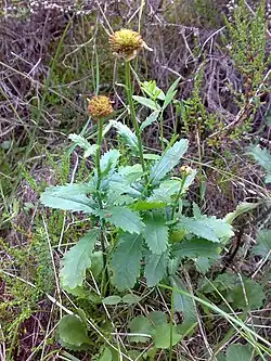 Plant after flowering
