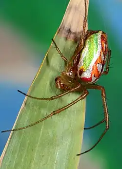 female