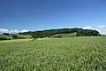 Lewesdon Hill from the south