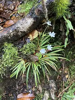 Libertia micrantha speciemens on a slope alongside other green plants and mosses.