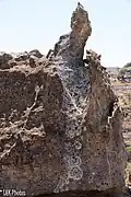 lichens growing on the rocks at Isalo