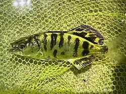 Juvenile