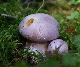 Young specimens
