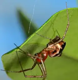 female L. sirimoni