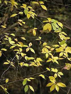Lauraceae