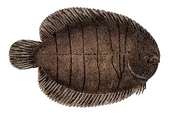American soles are found in both freshwater and marine environments of the Americas.