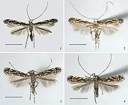Liocrobyla desmodiella, Liocrobyla lobata, and Liocrobyla indigofera