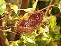 Lipstick plant