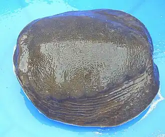 Upperside