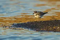 Little ringed plover, Castuera, Extremadura