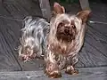 A silver-blue and pale cream Yorkshire Terrier