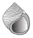 Apertural view