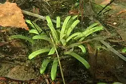 Lobelia - emergent