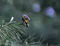 Female at 10000&nbsp;ft. in Kullu - Manali District of Himachal Pradesh, India