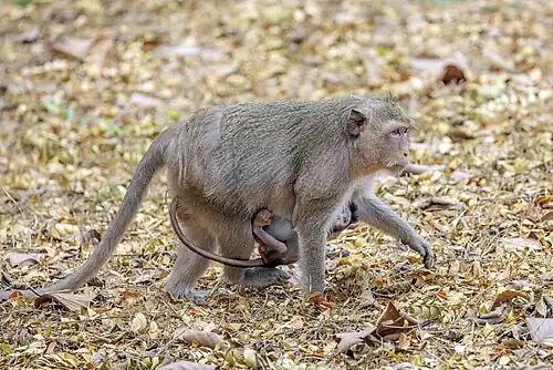 carrying baby
