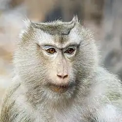 adult female, Cambodia