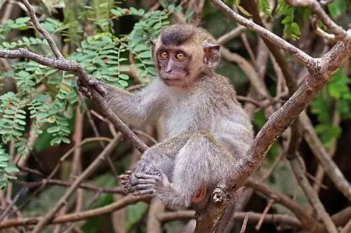juvenile, Borneo