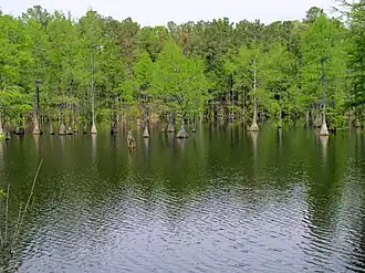 Swamp