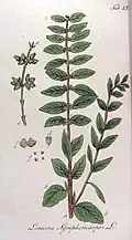 Symphoricarpos vulgaris, drawn by Eersde Deel, 1813