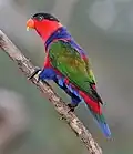 Wing plumage - at Jurong BirdPark
