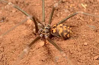 female