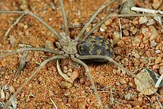 female
