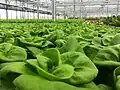 Boston lettuce.