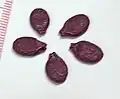 Luffa acutangula seeds. Each division of the ruler is 1&nbsp;mm. Seeds of Luffa aegyptiaca look similar.