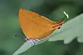 Ventral view