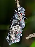 Newly hatched 1st instar nymphs