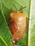 Adult