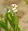 Arabidopsis lyrata, lyrate rockcress, Europe Bay woods