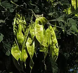 The pods