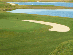 Used as golf course turfgrass