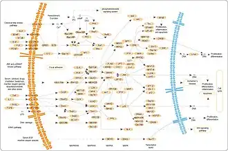 MAPK pathway. Many of the MAP3K's here are labelled by their alternative names.