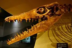 Reconstructed skull and scleral ring of †Mosasaurus hoffmanni